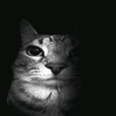 ritual’s avatar